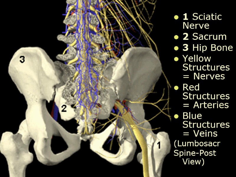 1 Sciatic Nerve 2 Sacrum  3 Hip Bone Yellow  Structures = Nerves